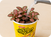 Menyiram tanaman di cup Nyam Nyam